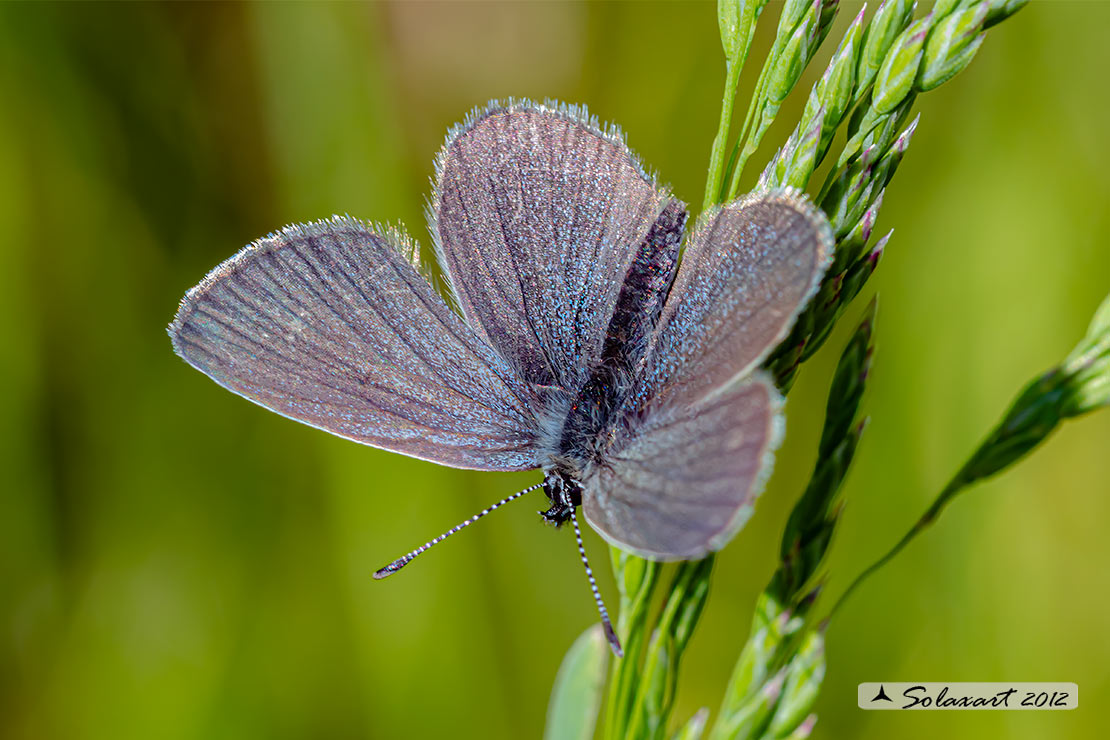 Cupido minimus