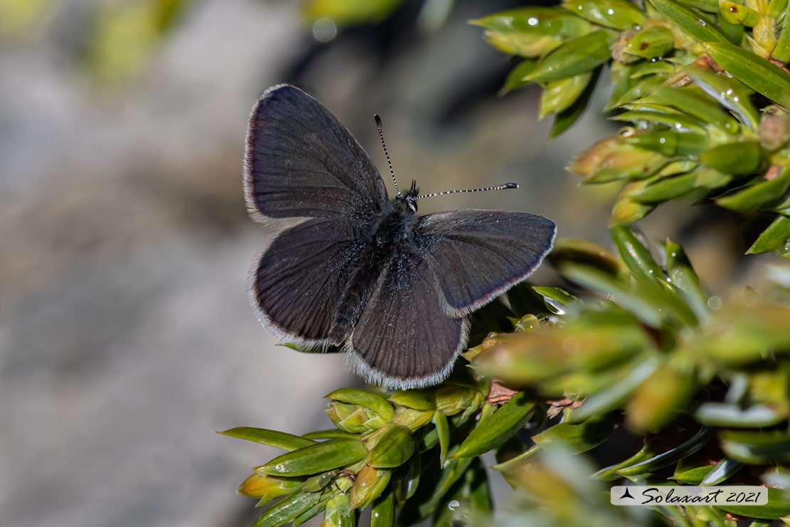 Cupido minimus   (maschio)  