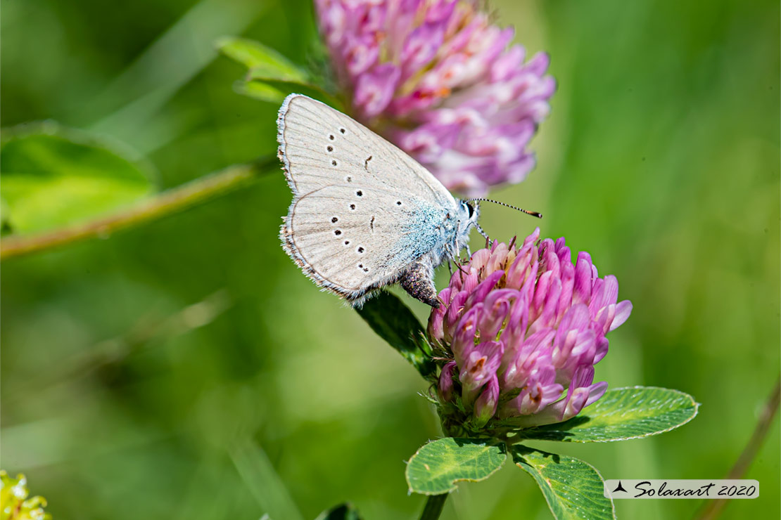 Cupido minimus   (maschio)  