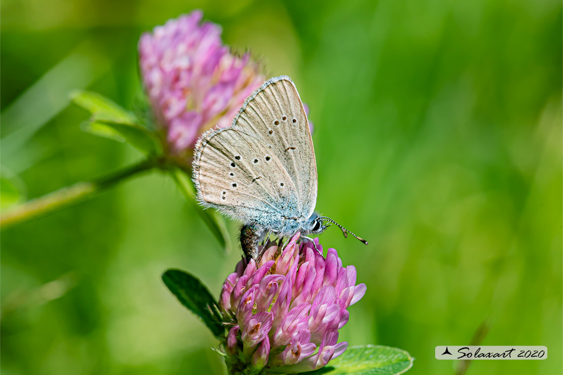 Cupido minimus   (maschio)  