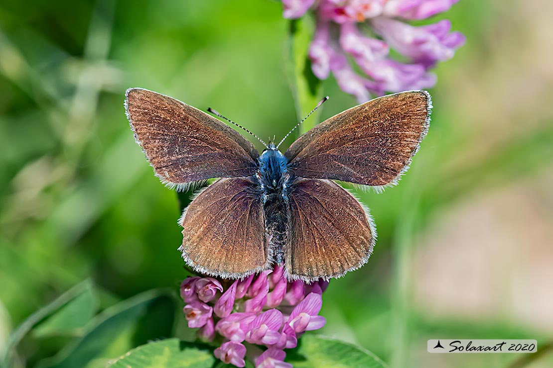 Cupido minimus   (maschio)  