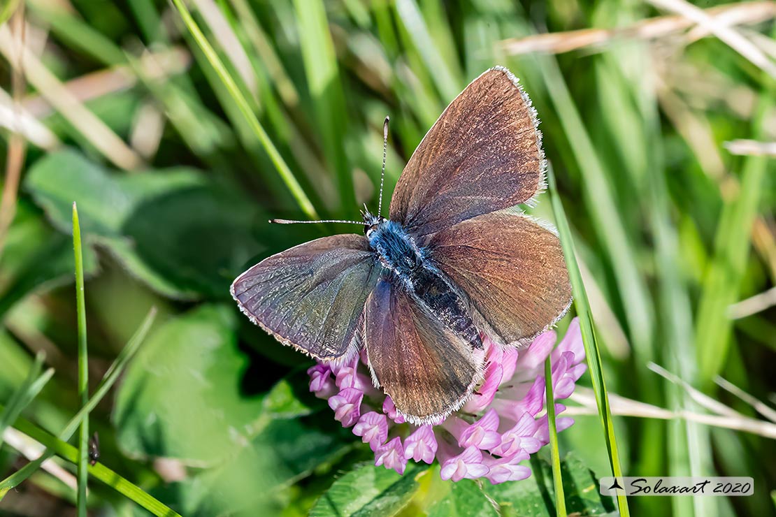 Cupido minimus   (maschio)  