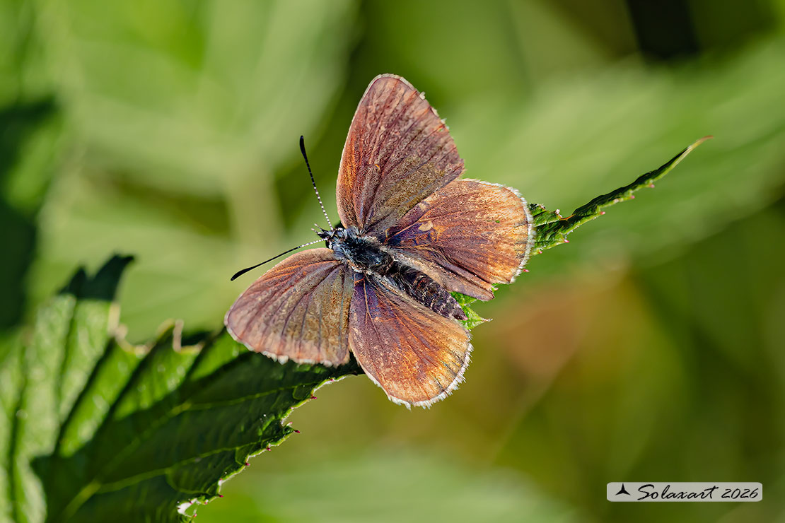 Cyaniris semiargus (femmina)