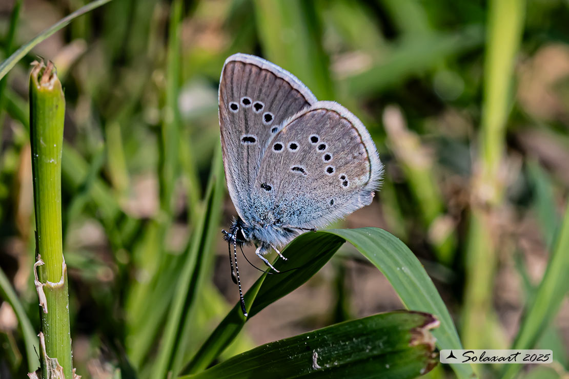 Cyaniris semiargus   (maschio)  