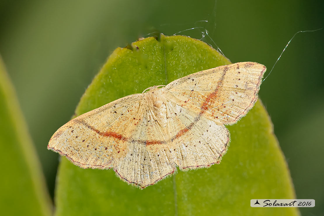 Cyclophora punctaria - Maiden's blush