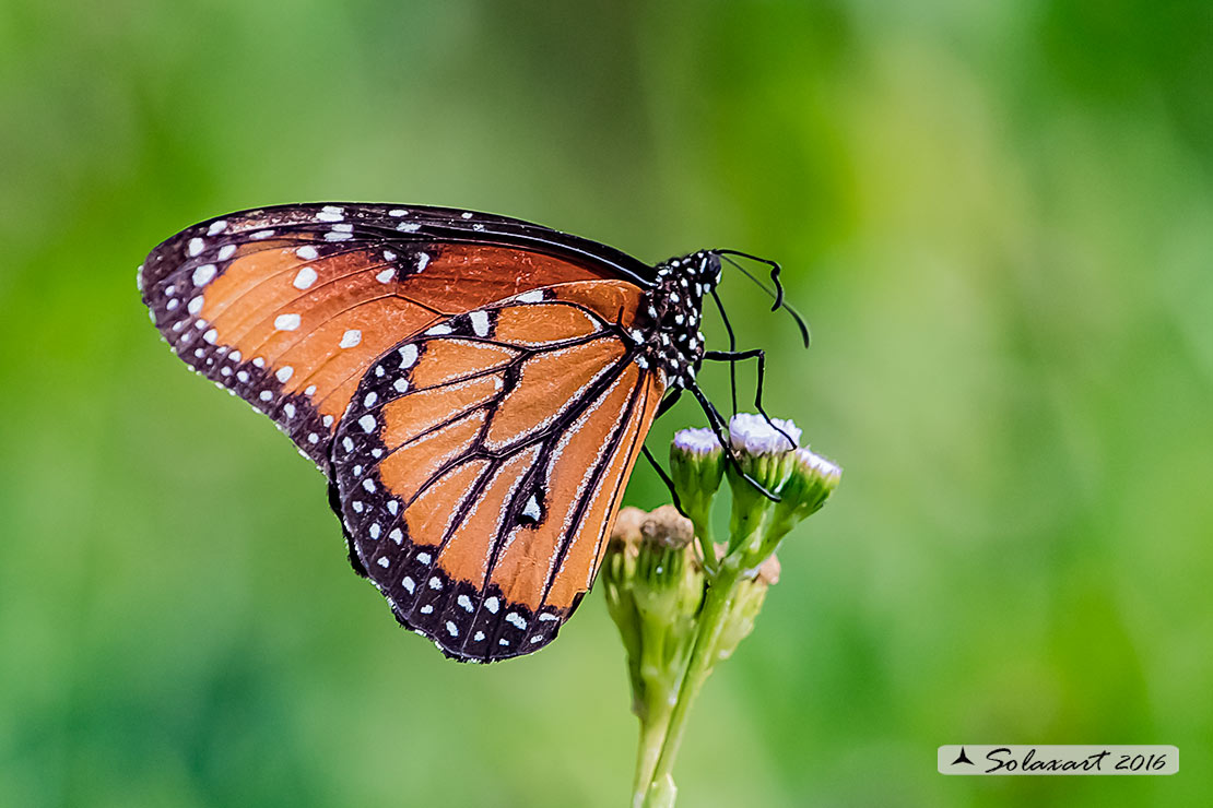 Danaus plexippus; Monarch butterfly