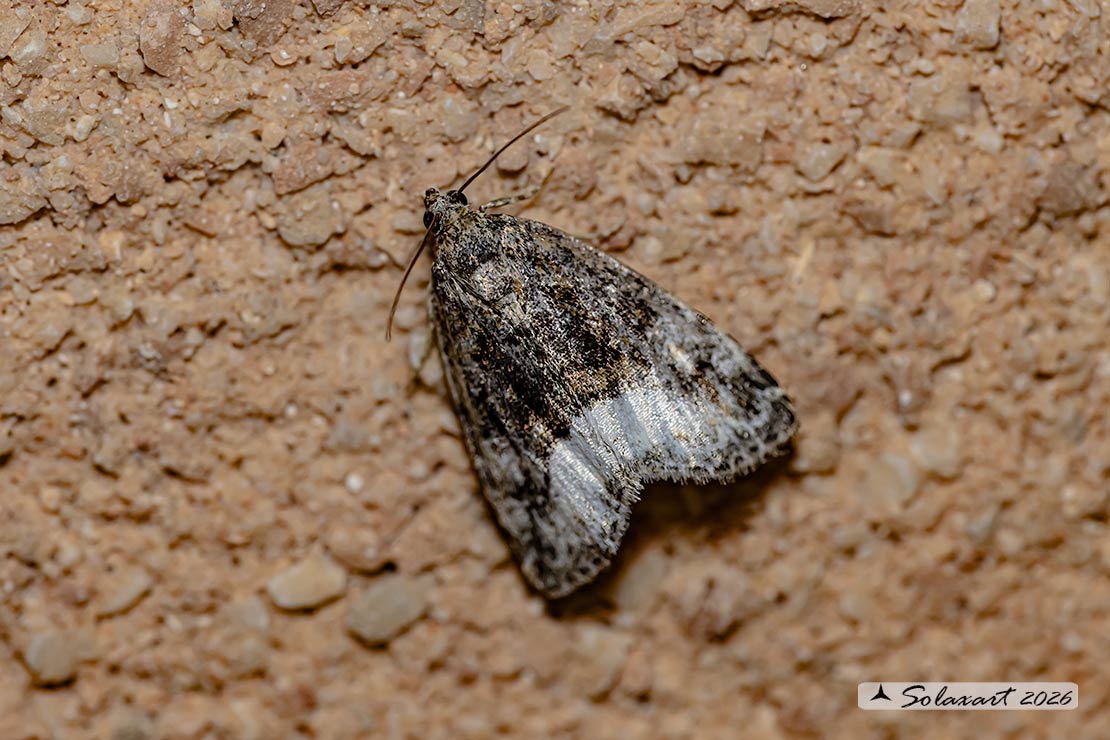 Deltote pygarga - Marbled white spot