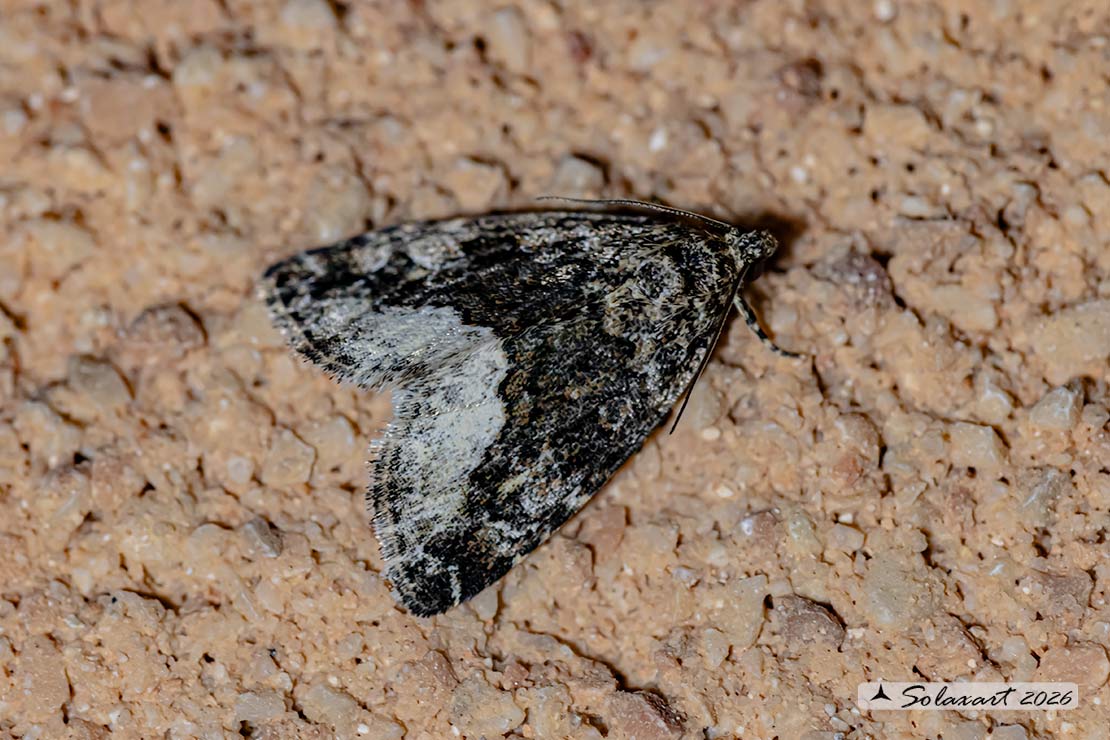 Deltote pygarga - Marbled white spot