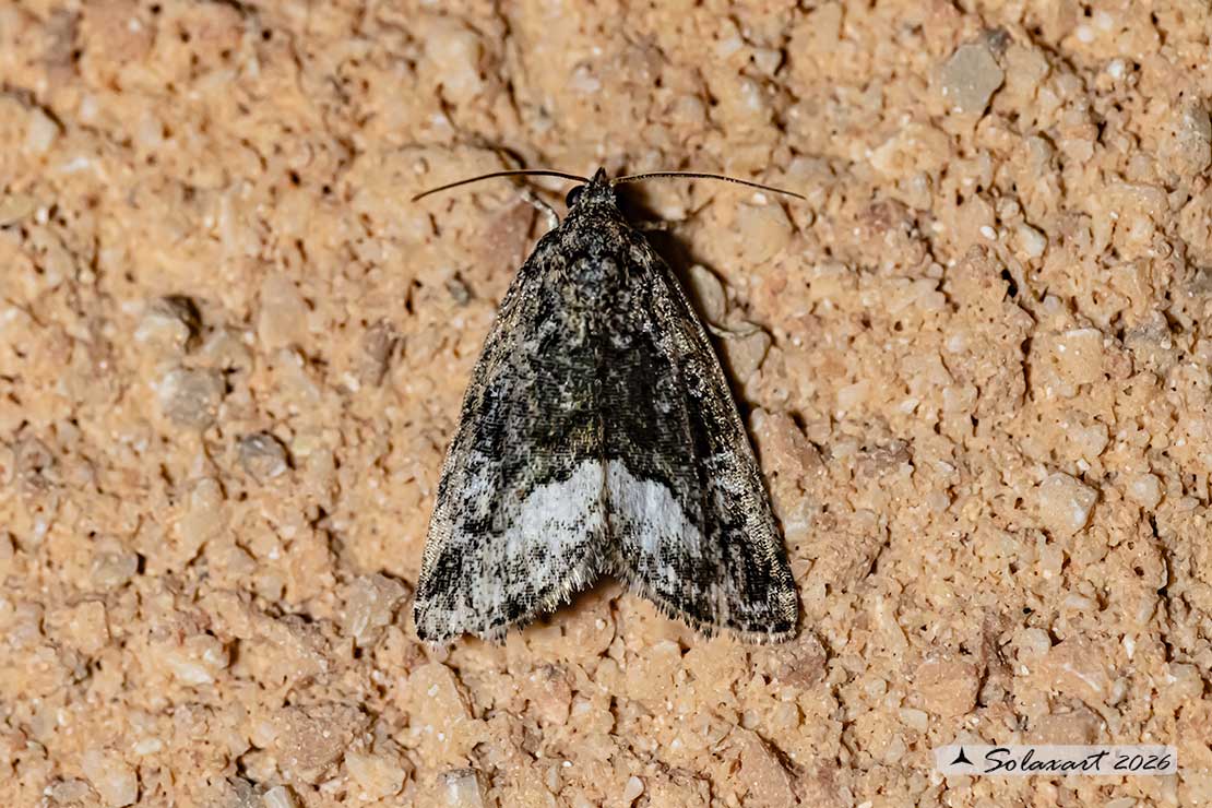 Deltote pygarga - Marbled white spot