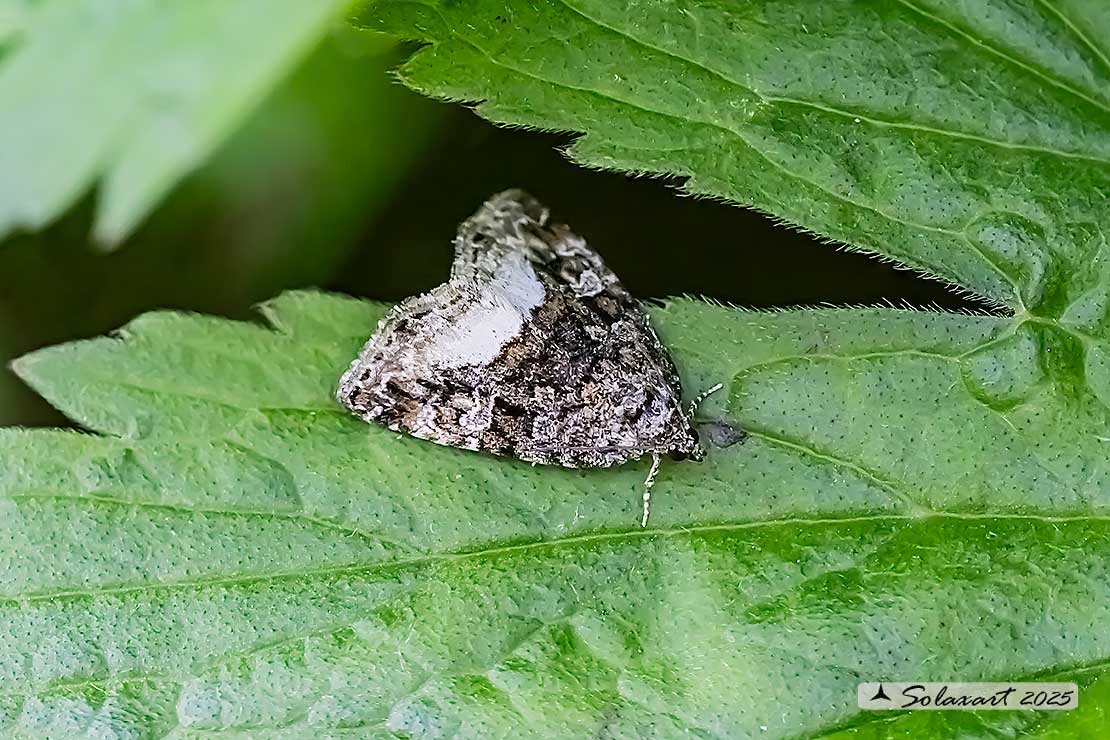 Deltote pygarga - Marbled white spot