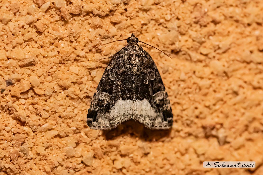 Deltote pygarga - Marbled white spot
