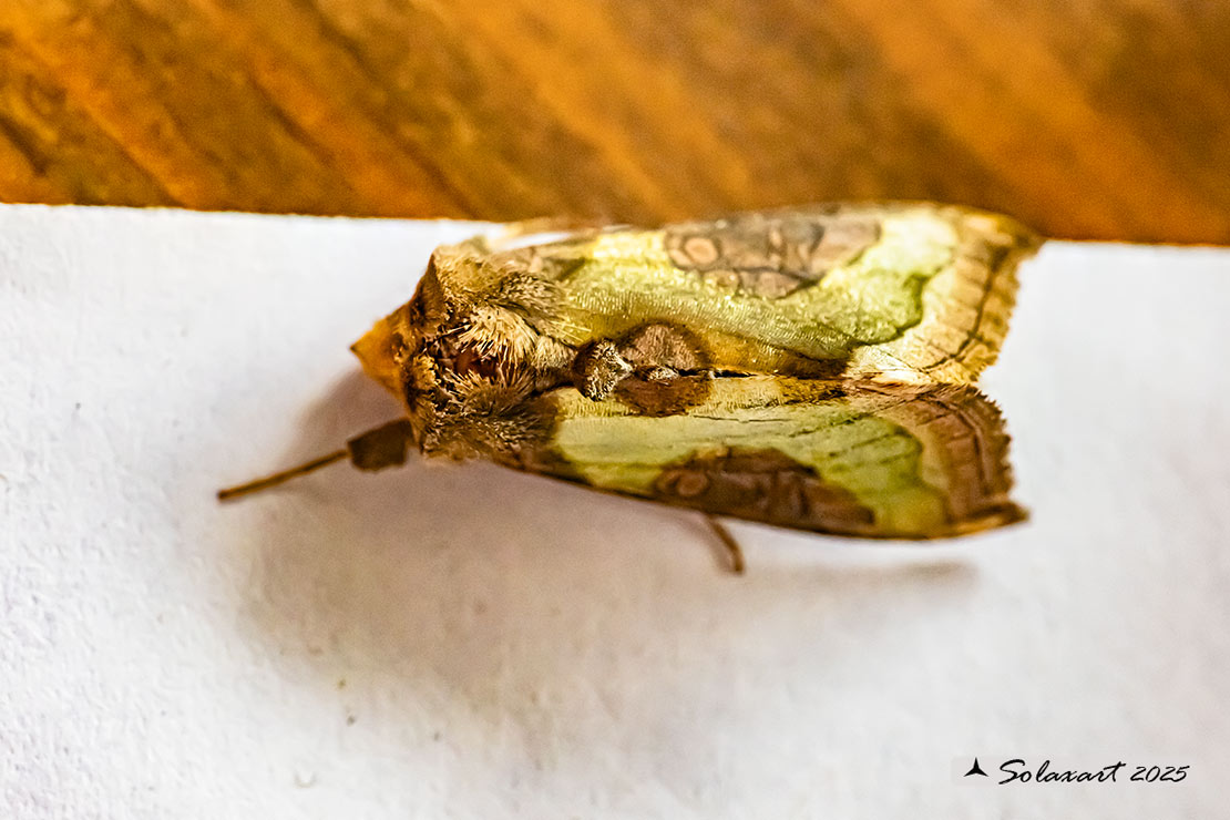 Diacrisia chrysitis