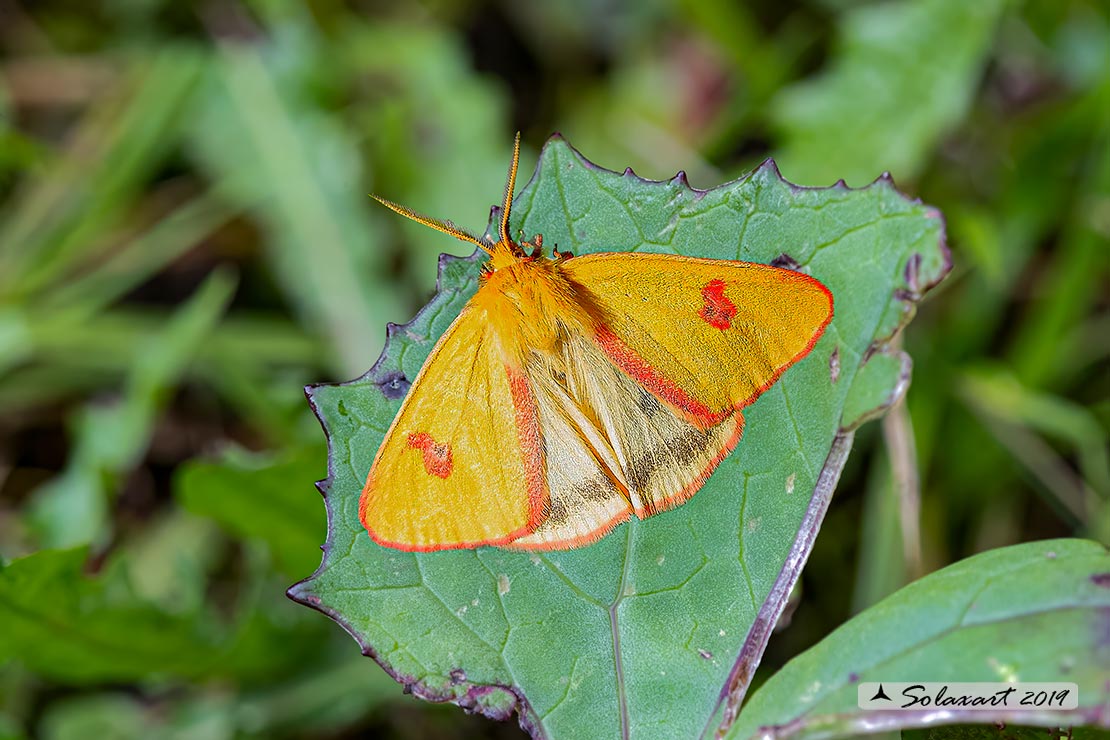 Diacrisia sannio