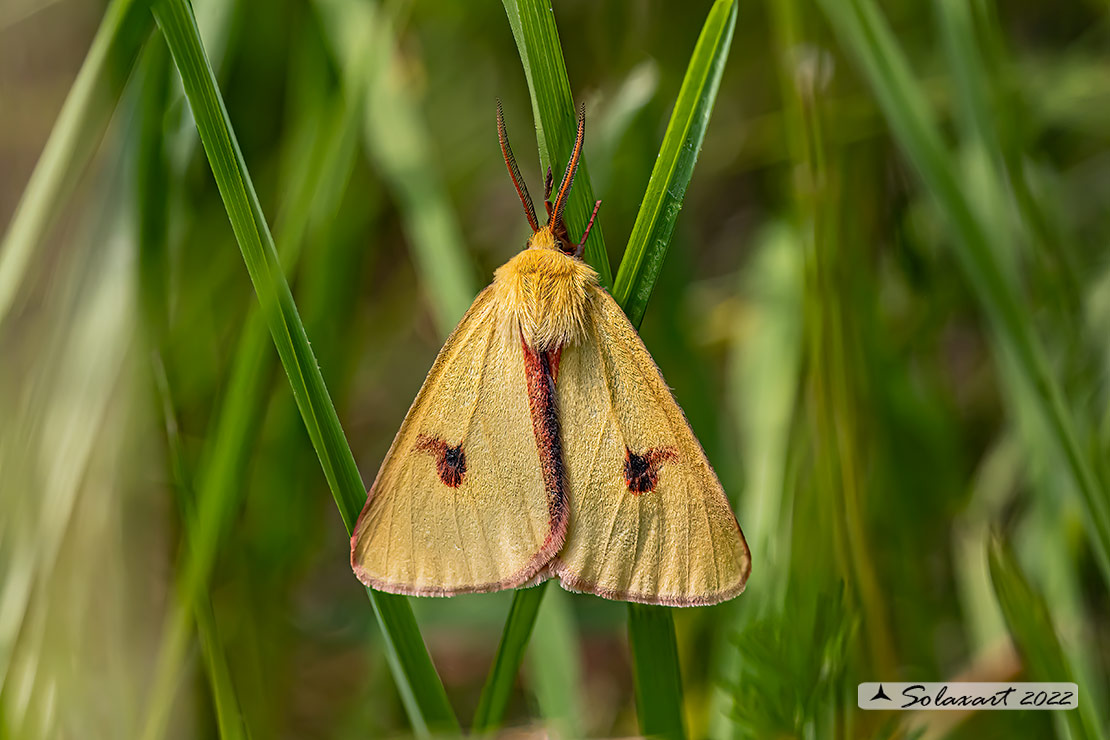 Diacrisia sannio