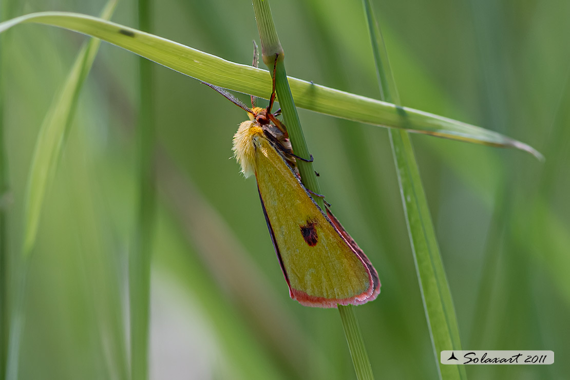 Diacrisia sannio