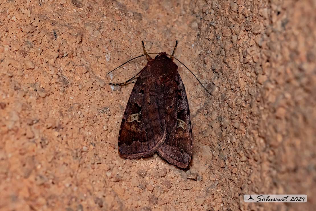Diarsia brunnea -  famiglia: NOCTUIDAE