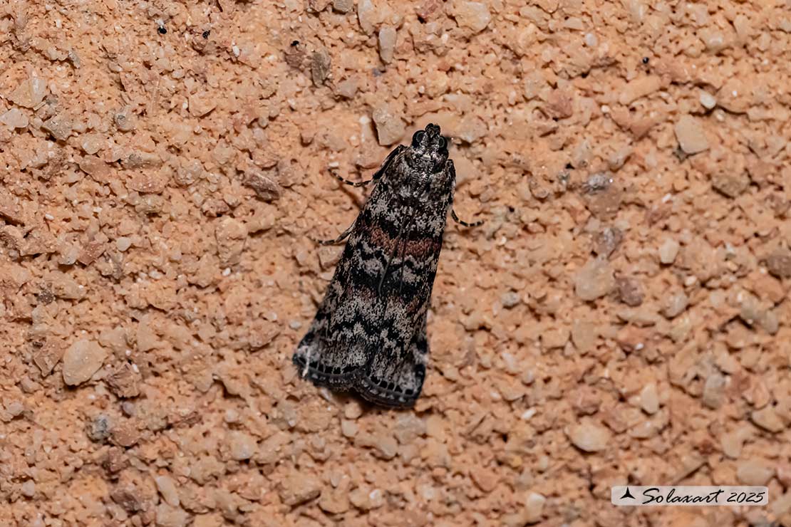 Dioryctria abietella; Pine Knot-horn