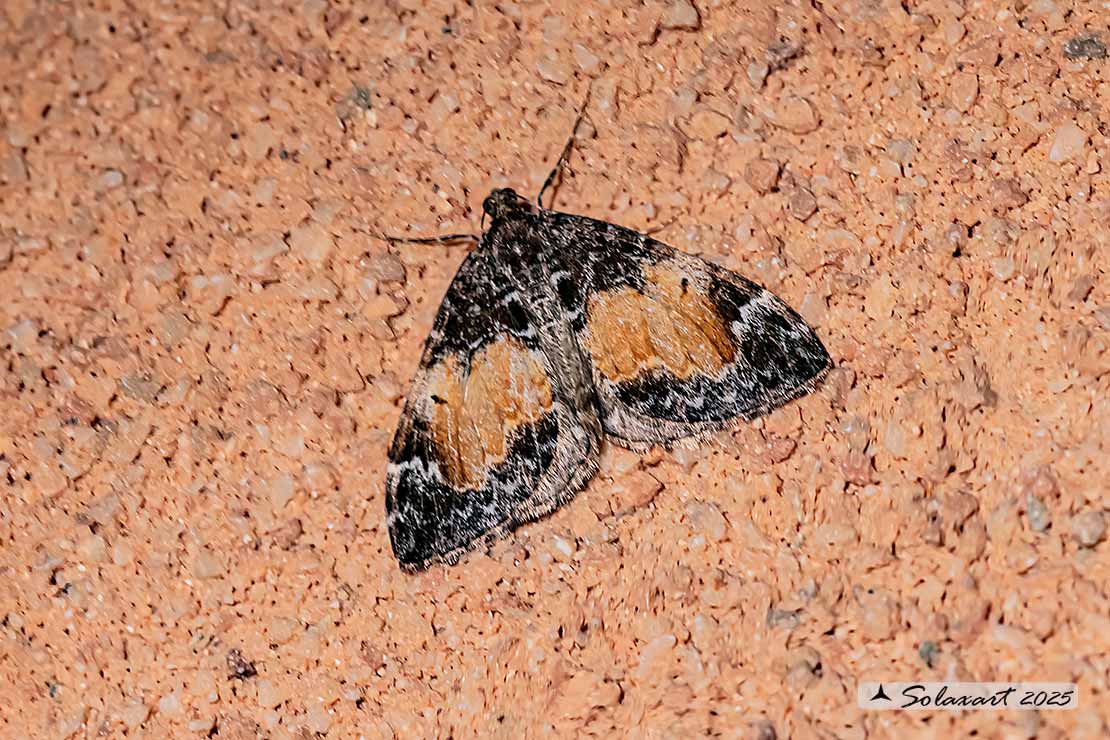 Dysstroma truncata - Common marbled carpet