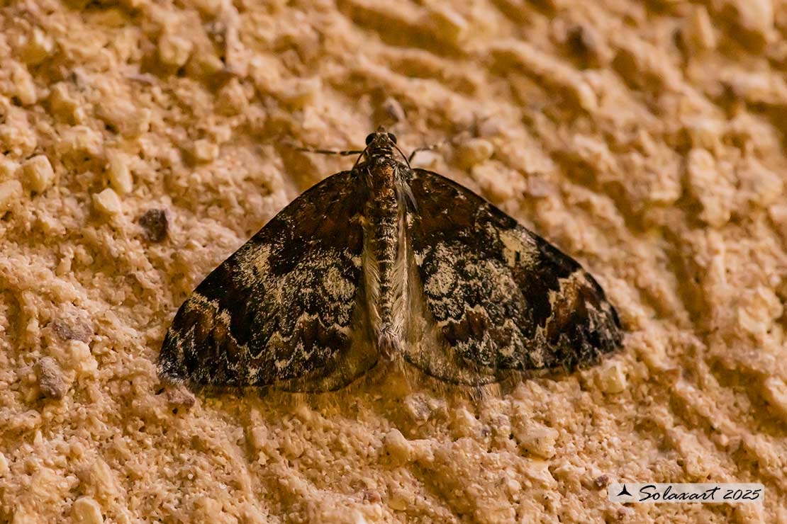 Dysstroma truncata - Common marbled carpet