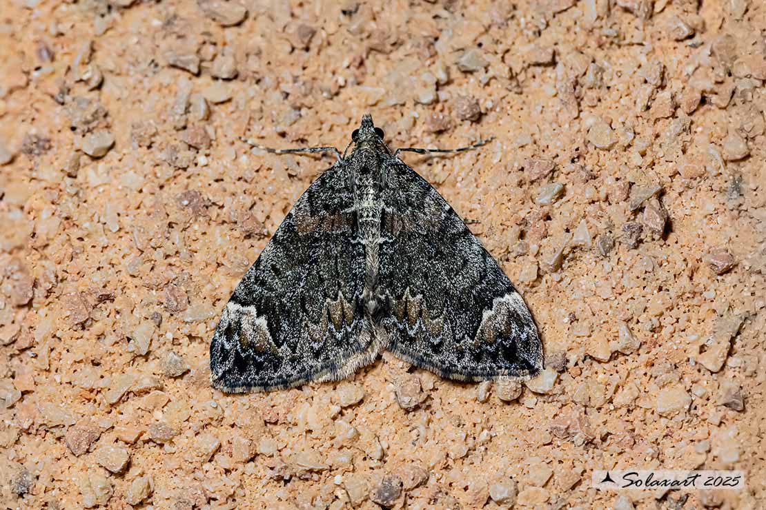 Dysstroma truncata - Common marbled carpet