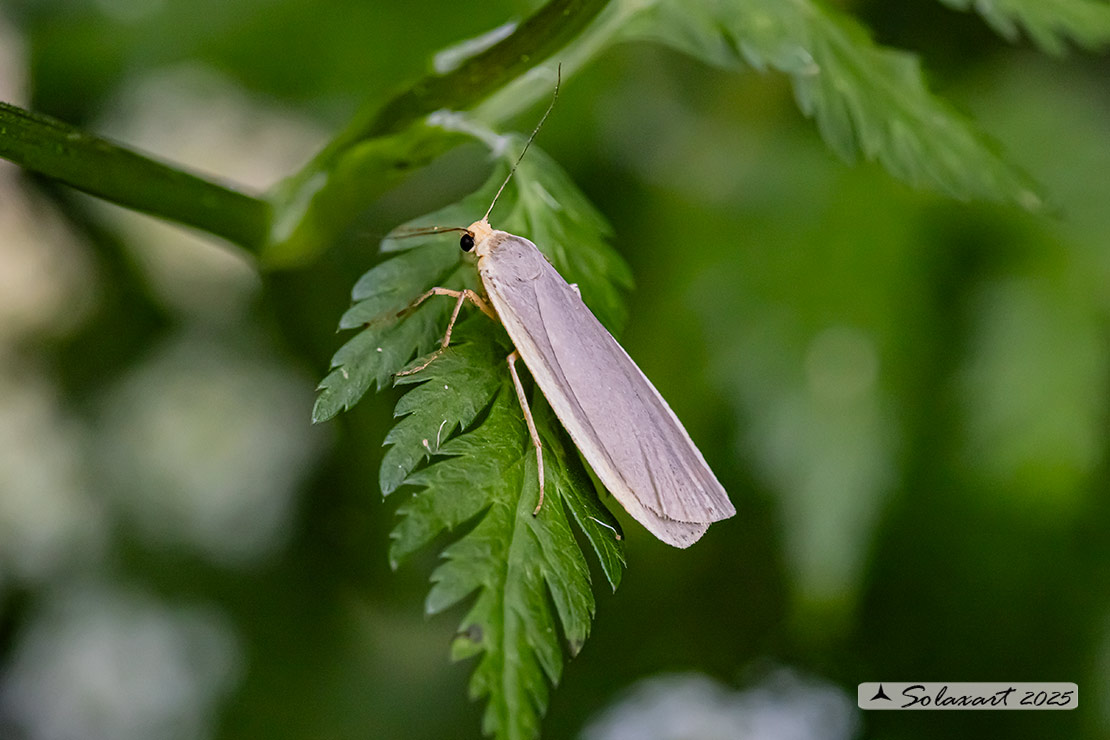 Eilema Caniola