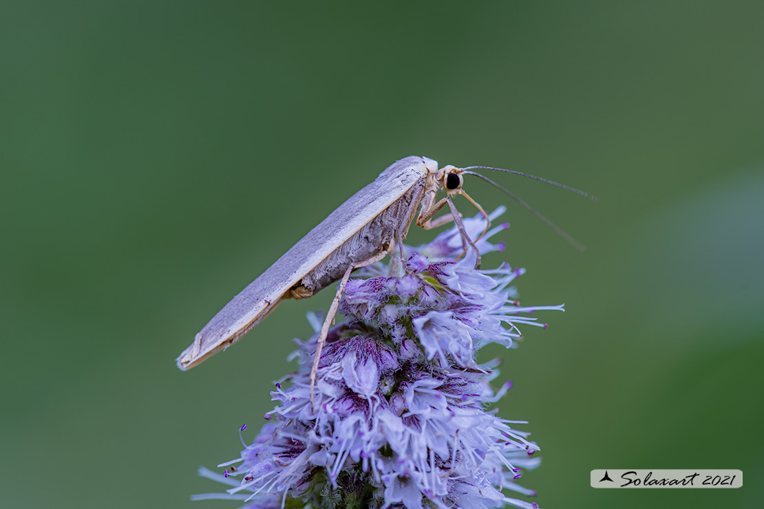 Eilema complana :  Scarce Footman 