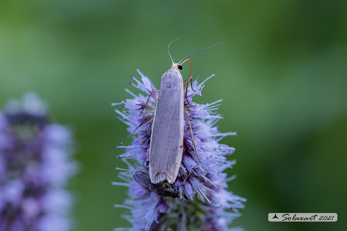 Eilema complana :  Scarce Footman 