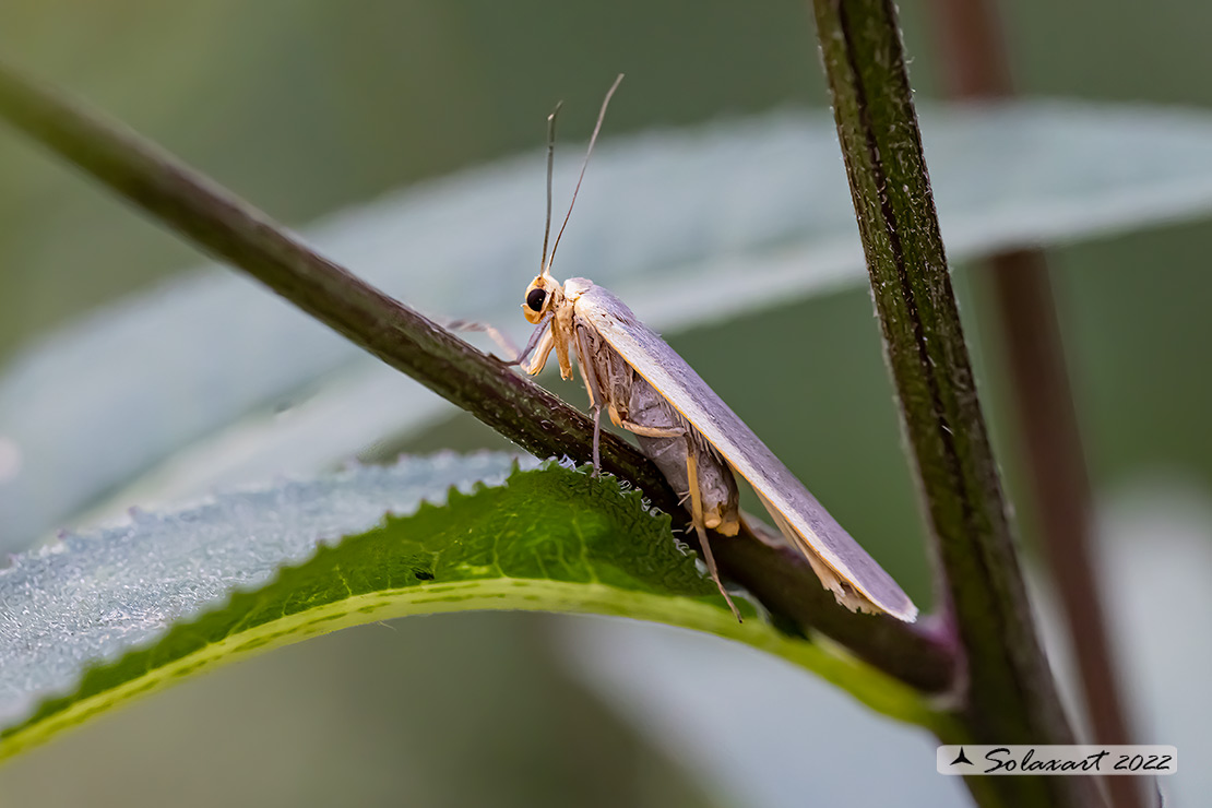 Eilema complana :  Scarce Footman 