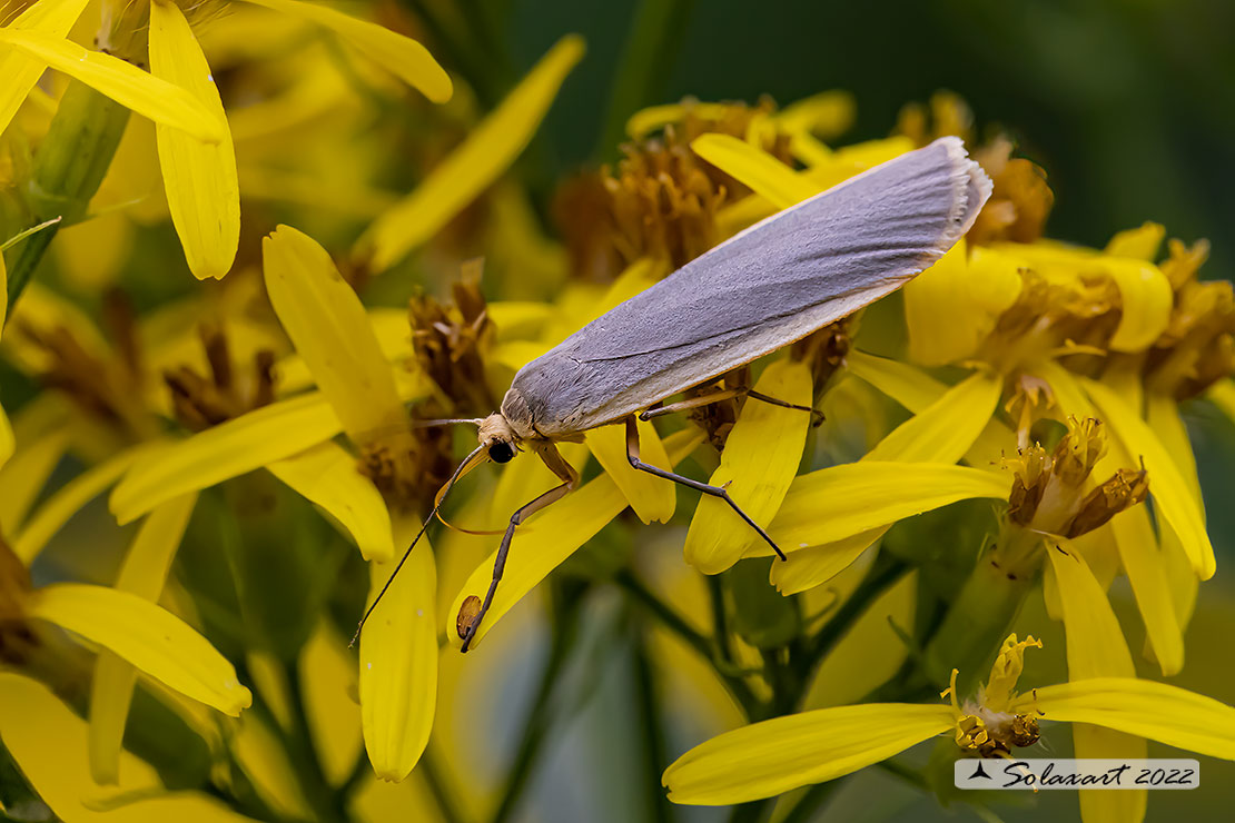 Eilema complana :  Scarce Footman 