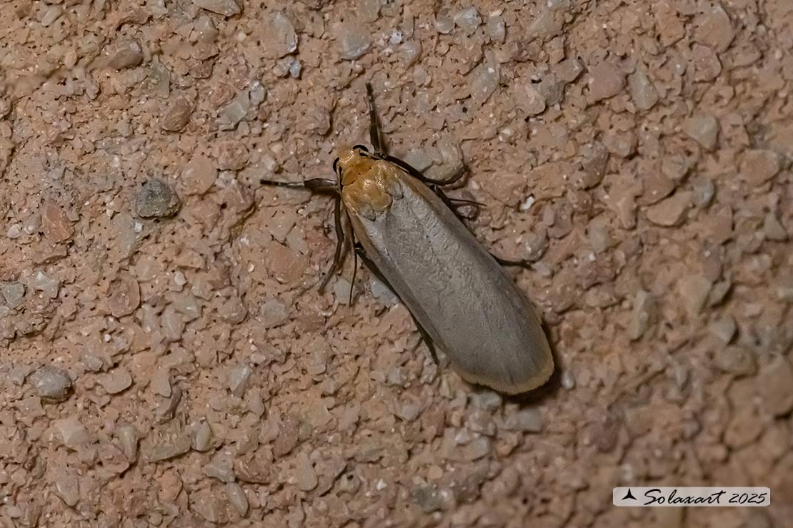 Eilema depressa
