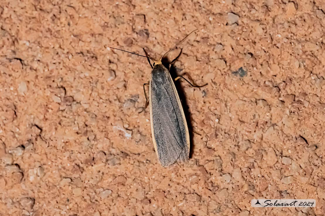 Eilema griseola
