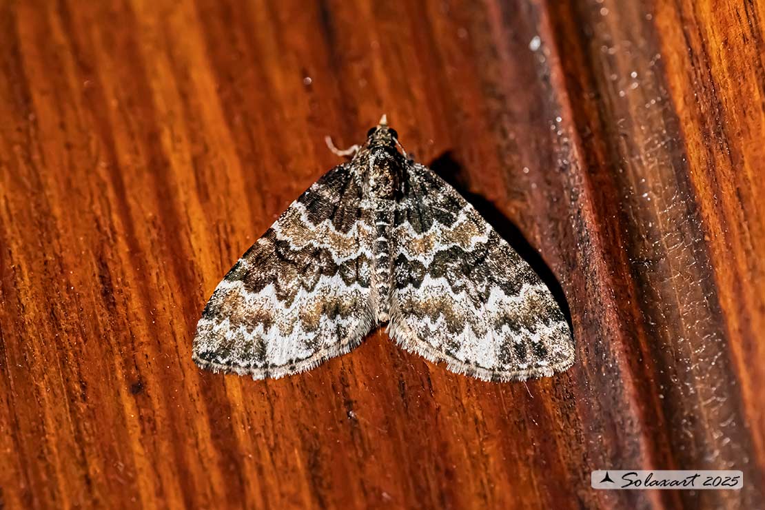 Electrophaes corylata - Broken-barred carpet