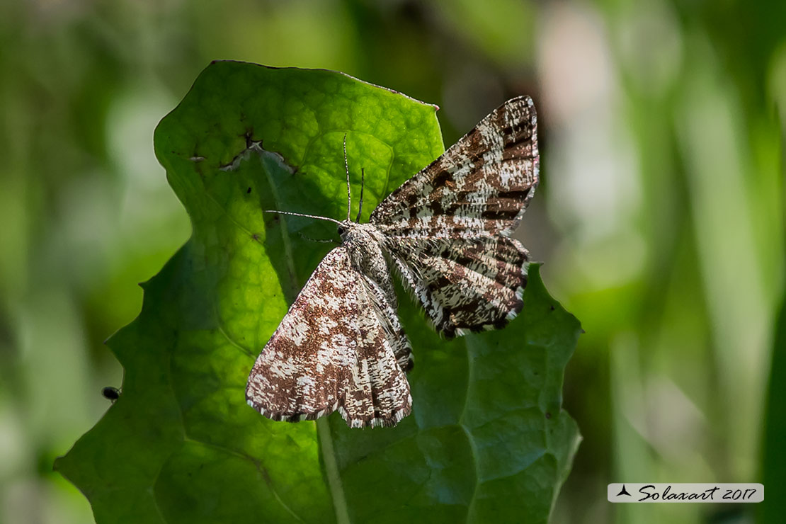 Ematurga atomaria (femmina) ; Common Heath (female)