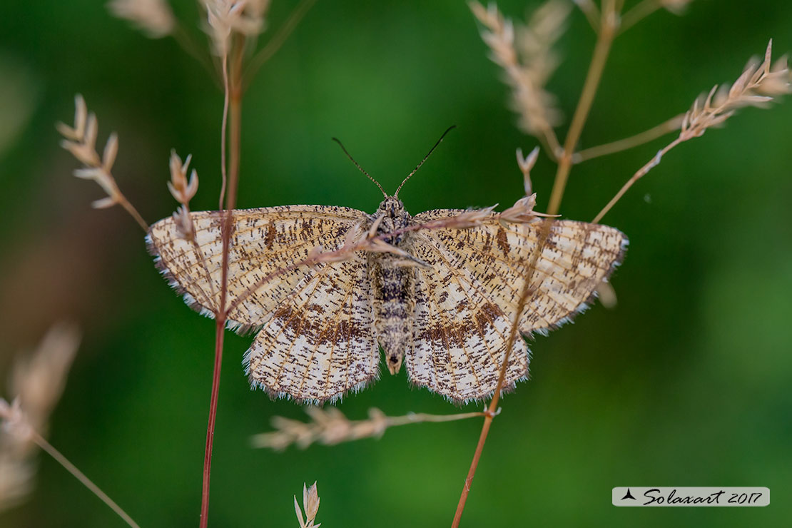 Ematurga atomaria (femmina) ; Common Heath (female)