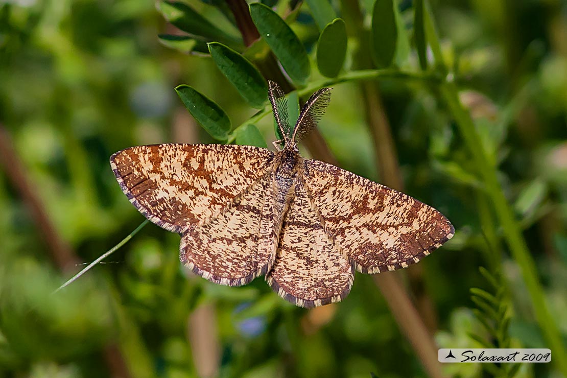 Ematurga atomaria - Common Heath