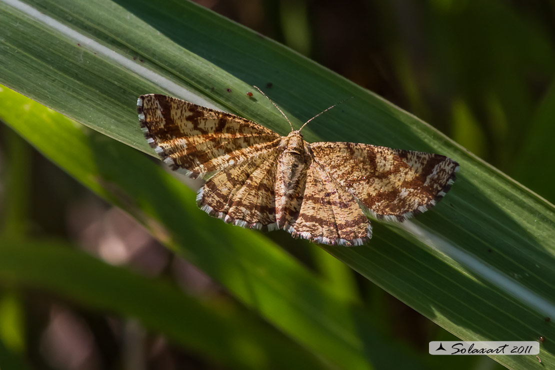 Ematurga atomaria - Common Heath