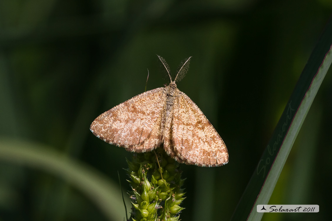 Ematurga atomaria - Common Heath