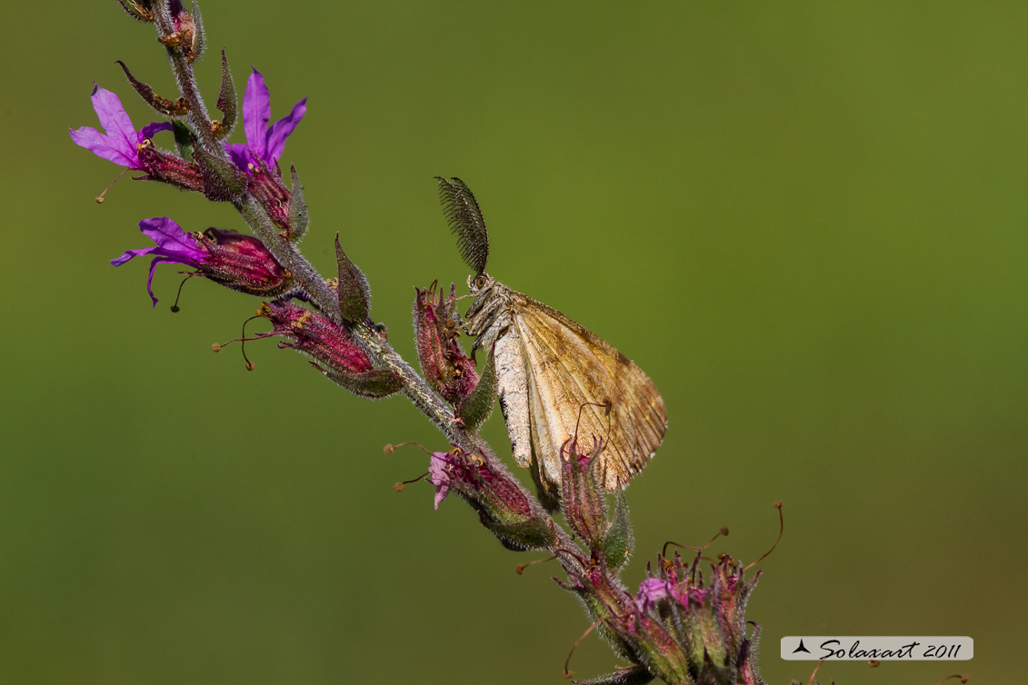 Ematurga atomaria (maschio) - Common Heath (male)