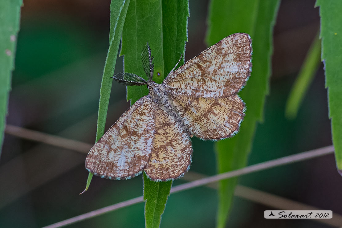 Ematurga atomaria (maschio) - Common Heath (male)