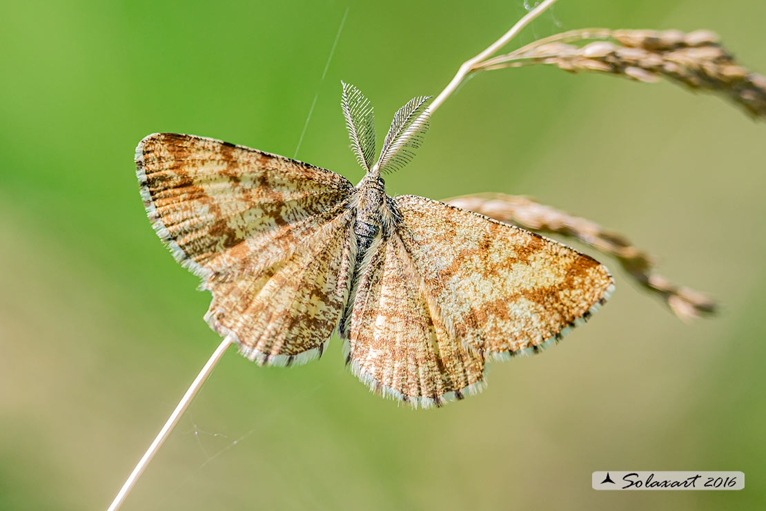 Ematurga atomaria (maschio) - Common Heath (male)