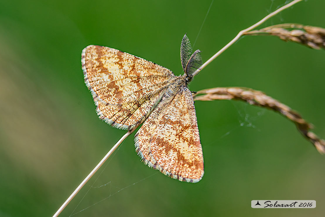 Ematurga atomaria (maschio) - Common Heath (male)