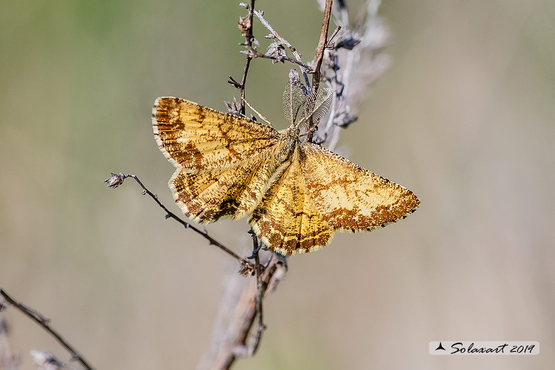 Ematurga atomaria (maschio) - Common Heath (male)