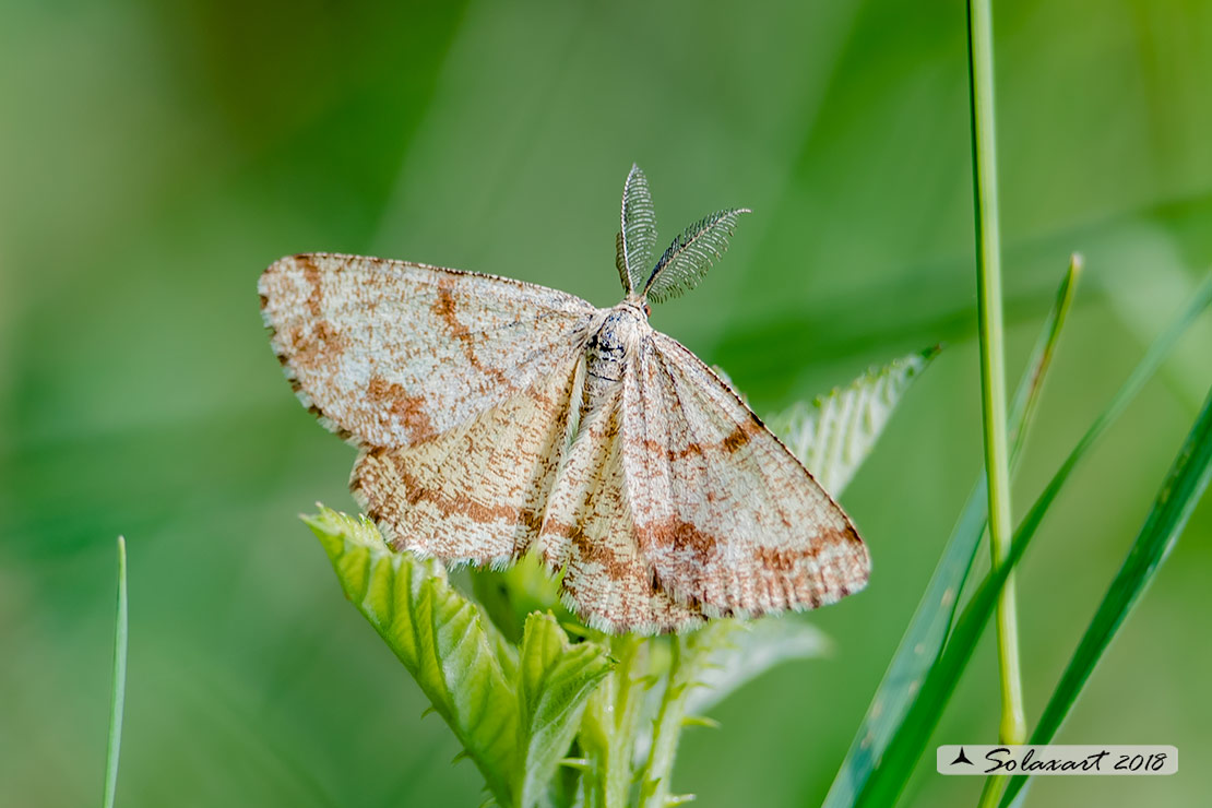 Ematurga atomaria (maschio) - Common Heath (male)