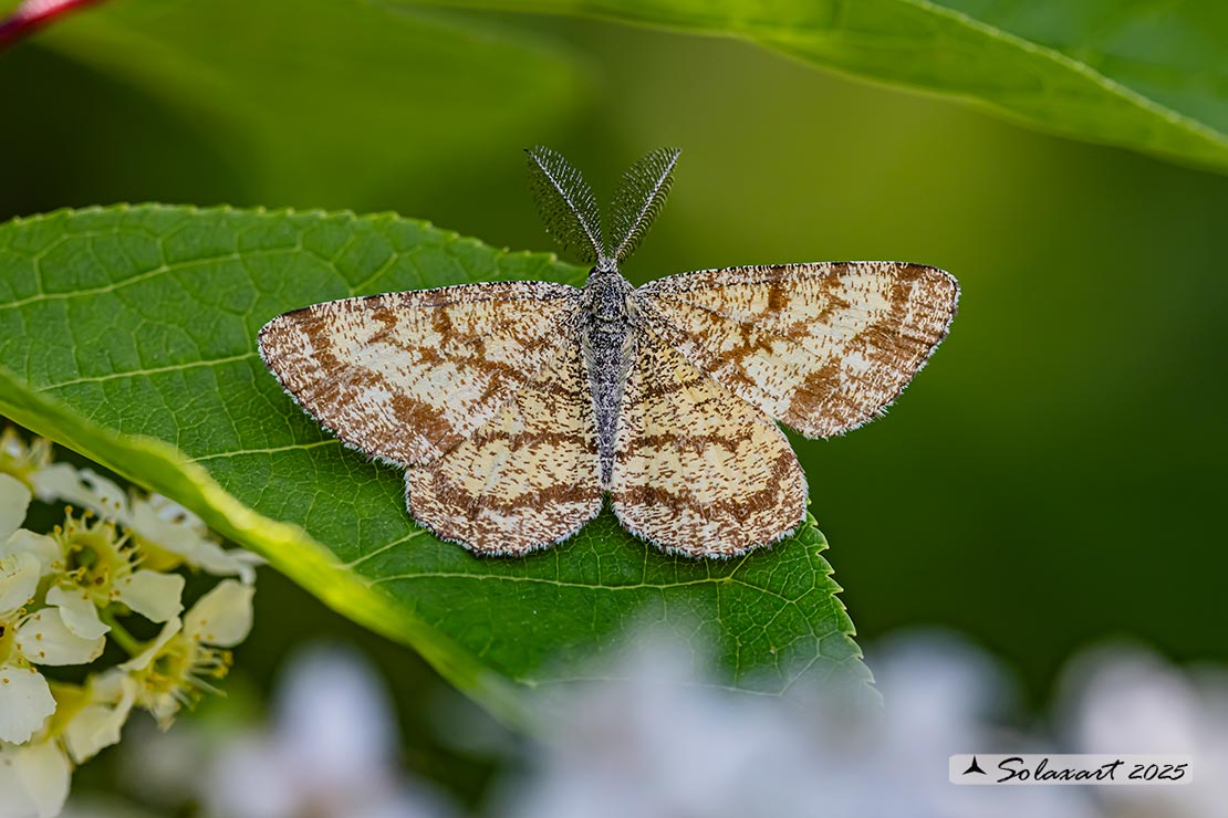Ematurga atomaria (maschio) - Common Heath (male)