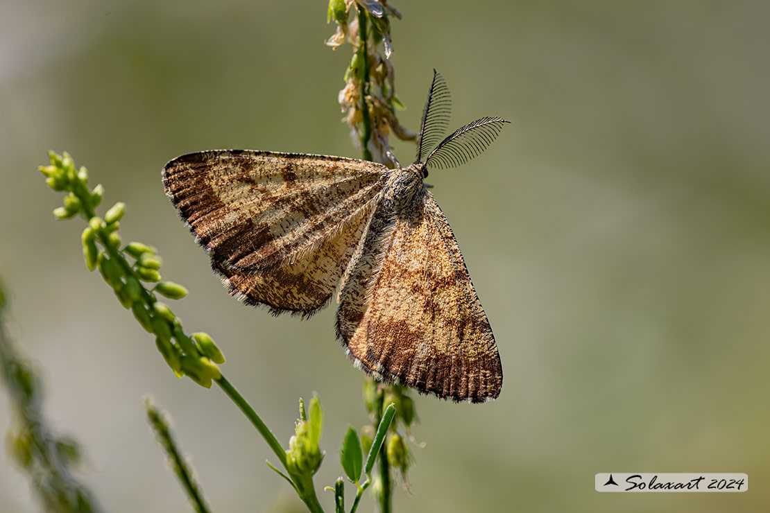 Ematurga atomaria (maschio) - Common Heath (male)