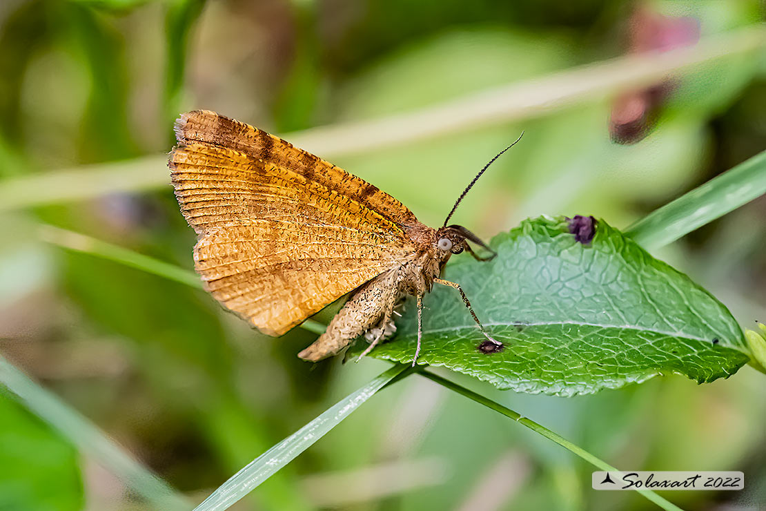 Ematurga atomaria (maschio) - Common Heath (male)