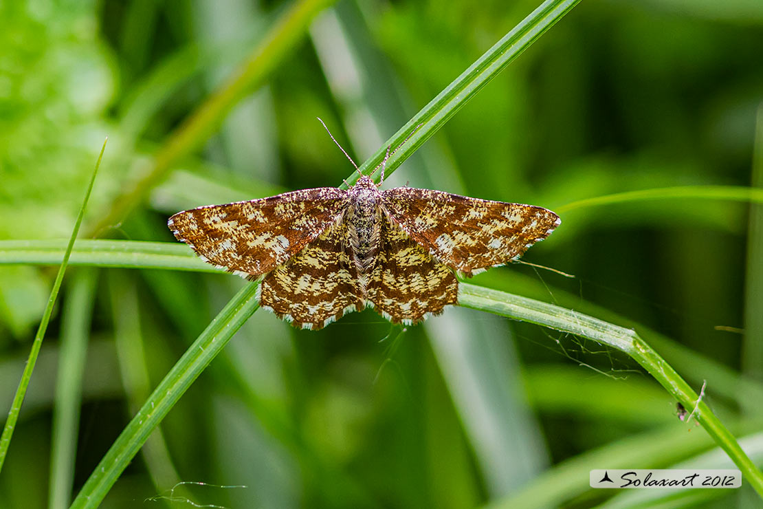 Ematurga atomaria - Common Heath