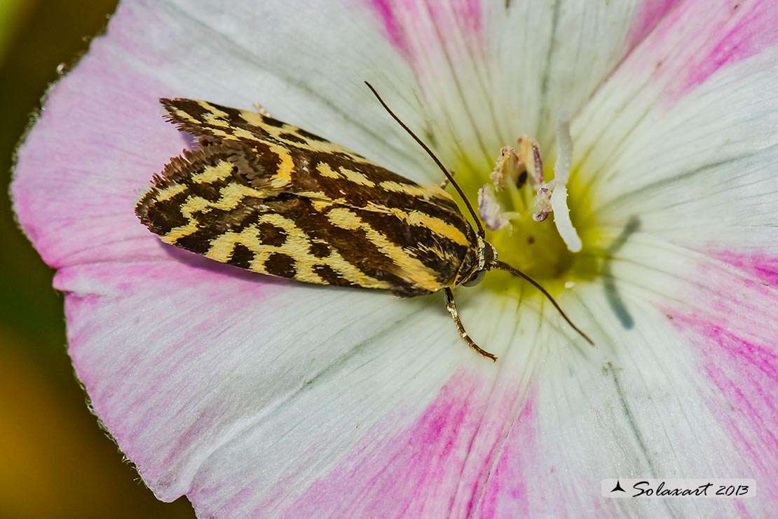 Acontia (Emmelia) trabealis  -  famiglia: NOCTUIDAE