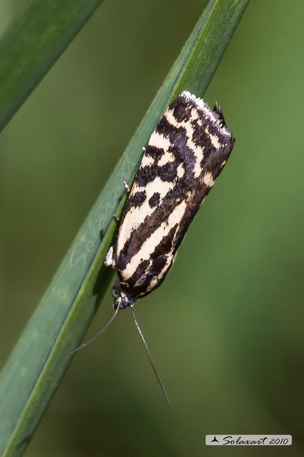 Acontia (Emmelia) trabealis  -  famiglia: NOCTUIDAE
