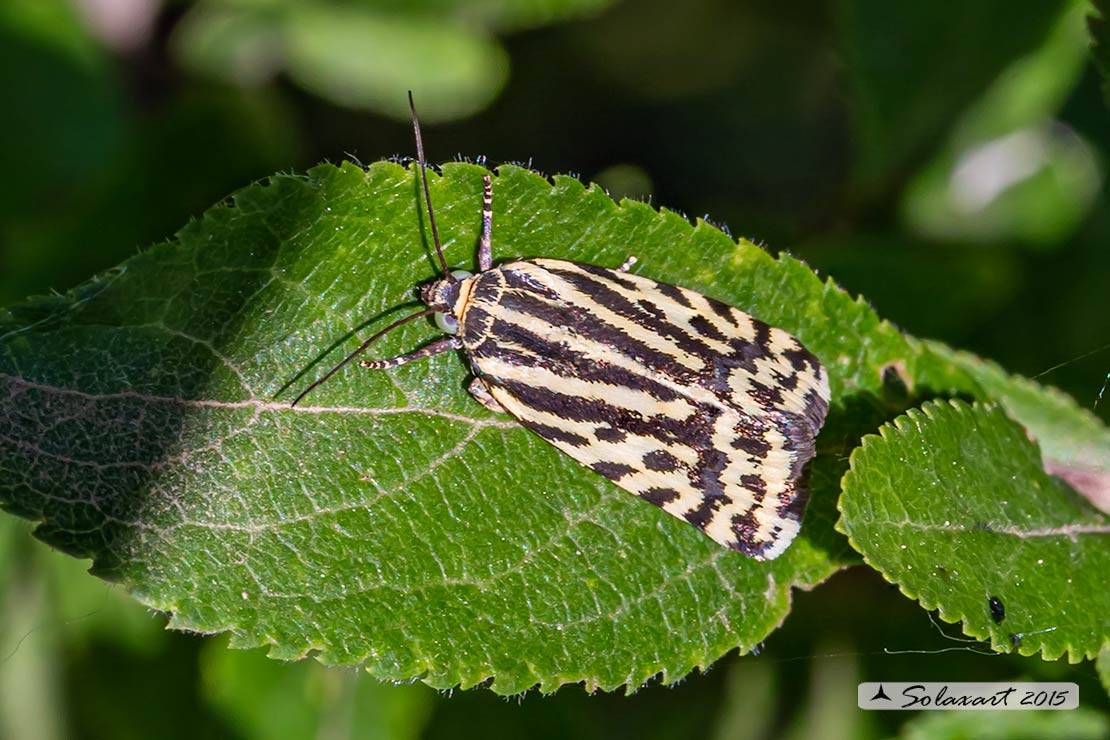 Acontia (Emmelia) trabealis - famiglia: NOCTUIDAE